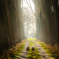 Buy canvas prints of Staring Sheep on a Glorious Path by Alexandre Rotenberg