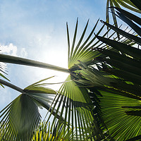 Buy canvas prints of Lush tropical palm tree looking up perspective by Alexandre Rotenberg