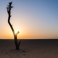 Buy canvas prints of Bare tree in Arabic desert by Alexandre Rotenberg