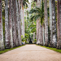Buy canvas prints of Royal Palm Trees at Botanical Garden, Rio de Janei by Alexandre Rotenberg