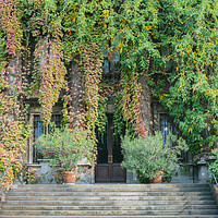Buy canvas prints of Building entrance covered in overgrown ivy by Alexandre Rotenberg