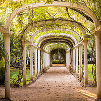 Buy canvas prints of Tropical arches by Alexandre Rotenberg