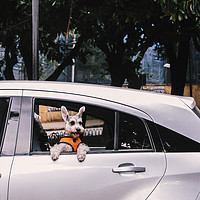 Buy canvas prints of Cute dog on open window of a car by Alexandre Rotenberg