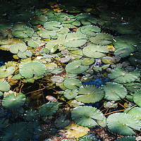 Buy canvas prints of Water lillies by Alexandre Rotenberg