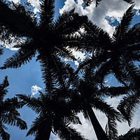 Buy canvas prints of Palm trees and blue sky by Alexandre Rotenberg