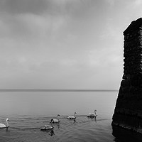 Buy canvas prints of Row of ducks next to fortification by Alexandre Rotenberg