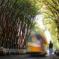 Buy canvas prints of Moving tram on tree-lined path  by Alexandre Rotenberg