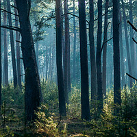 Buy canvas prints of Misty forest by Alexandre Rotenberg