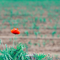 Buy canvas prints of One poppy in field by Alexandre Rotenberg
