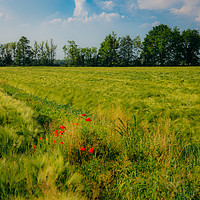 Buy canvas prints of Red poppies on a green wheat field  by Alexandre Rotenberg