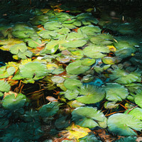 Buy canvas prints of Water Lilies Monet Style by Alexandre Rotenberg