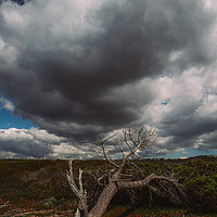 Buy canvas prints of Fallen Tree by Alexandre Rotenberg