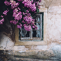 Buy canvas prints of Purple bouganvillea shrubs next to window by Alexandre Rotenberg