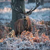 Buy canvas prints of Frosty Stag by Daniel Farrington