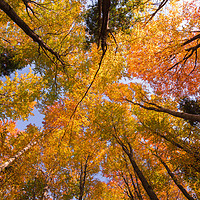 Buy canvas prints of Autumn Canopy by Daniel Farrington
