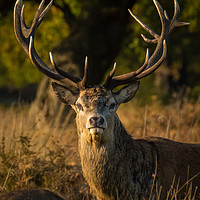 Buy canvas prints of Photogenic Stag by Daniel Farrington