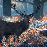 Buy canvas prints of Majestic Stag by Daniel Farrington
