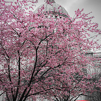 Buy canvas prints of St. Paul's Cherry Blossom by Daniel Farrington