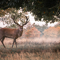 Buy canvas prints of Red Stag in Richmond Park by Daniel Farrington
