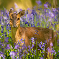 Buy canvas prints of Muntjac in Bluebells by Daniel Farrington