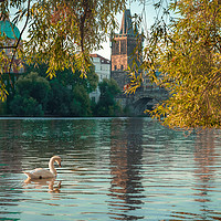 Buy canvas prints of Swan on the Vitava River by Daniel Farrington
