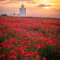 Buy canvas prints of White Cliffs of Dover Poppy Field (For Charity) by Daniel Farrington