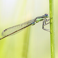 Buy canvas prints of Blue Tailed Damselfly  by Kelly Bailey