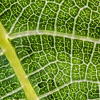 Buy canvas prints of Networked Chlorophyll  by Kelly Bailey