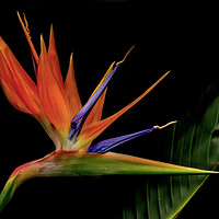 Buy canvas prints of Bird of Paradise Flower by Kelly Bailey