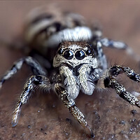 Buy canvas prints of Up Close with a Zebra Jumping Spider by Kelly Bailey
