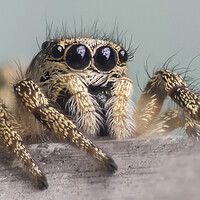 Buy canvas prints of Zebra Jumping Spider Portrait  by Kelly Bailey