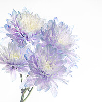 Buy canvas prints of Chrysanthemums by Kelly Bailey