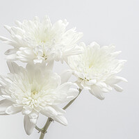 Buy canvas prints of White Chrysanthemums by Kelly Bailey