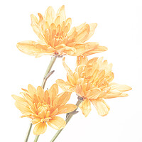 Buy canvas prints of Orange Chrysanthemums by Kelly Bailey