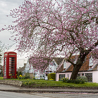 Buy canvas prints of Phone box and the Cherry Tree by Kelly Bailey