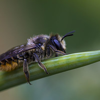 Buy canvas prints of Red Mason Bee 2 by Kelly Bailey