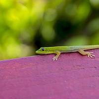 Buy canvas prints of Gold dust day gecko by Kelly Bailey