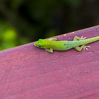 Buy canvas prints of Gold dust day gecko 2 by Kelly Bailey