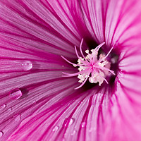 Buy canvas prints of Pink Mallow by Kelly Bailey