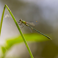 Buy canvas prints of Willow Emerald Damselfly by Kelly Bailey