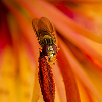 Buy canvas prints of Hover on Stamen by Kelly Bailey