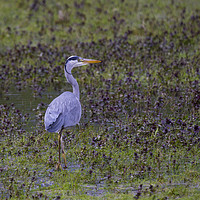 Buy canvas prints of Grey Heron Wading  by Kelly Bailey