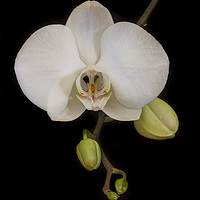 Buy canvas prints of White Orchid on Black by Kelly Bailey