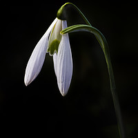 Buy canvas prints of Snowdrop on black by Kelly Bailey
