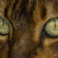 Buy canvas prints of Bengal Eyes by Kelly Bailey