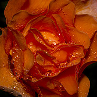 Buy canvas prints of Water Droplets on an Orange Rose by Kelly Bailey