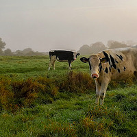 Buy canvas prints of Cattle on the Common by Kelly Bailey