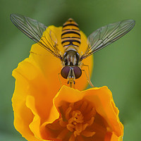 Buy canvas prints of Hover on Yellow Flower by Kelly Bailey