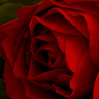 Buy canvas prints of Red Rose 2 by Kelly Bailey