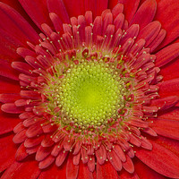 Buy canvas prints of Red Gerbera by Kelly Bailey
